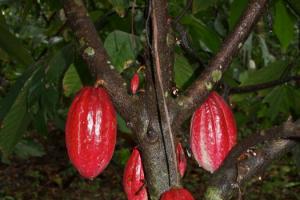 Дерево шоколадное: описание, где растет и интересные факты Где растет шоколадное дерево на каком материке