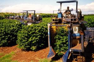 Производство кофе: выращивание, сбор, обработка и упаковка