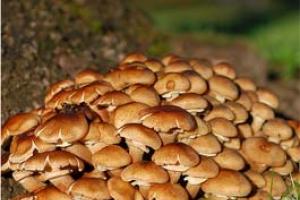 Proprietà utili dei funghi chiodini per l'uomo