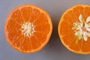 Que variedades de tangerinas existem?
