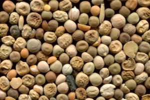 Cara mengawetkan kacang hijau di rumah
