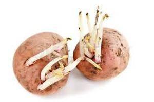 As batatas podem fazer mal?