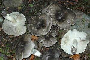 Una ricetta semplice per preparare i funghi crudi per l'inverno a casa